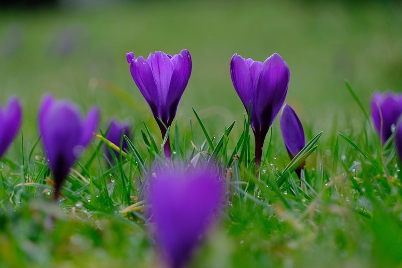 Spring Freshness