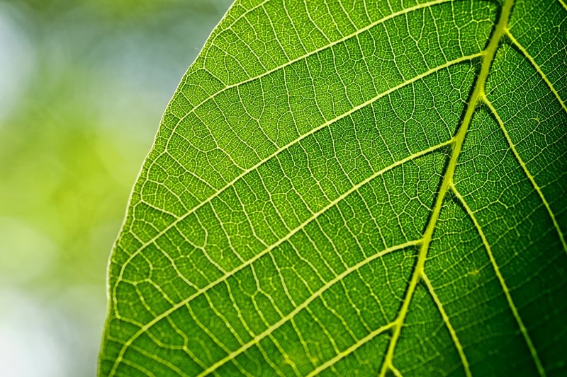 Spring Leaves